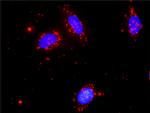 NLK Antibody in Proximity Ligation Assay (PLA) (PLA)
