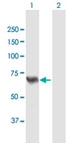 ACSL5 Polyclonal Antibody, MaxPab™