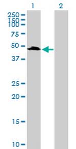 UIMC1 Polyclonal Antibody, MaxPab™