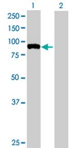 FBXO40 Polyclonal Antibody, MaxPab™