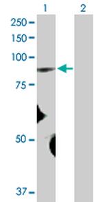 FBXO40 Polyclonal Antibody, MaxPab™