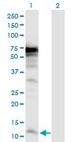 POLR3K Polyclonal Antibody, MaxPab™