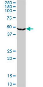 UPB1 Monoclonal Antibody (3F12)