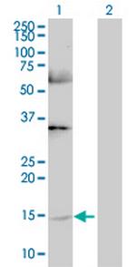 GHRL Polyclonal Antibody, MaxPab™