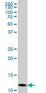 GHRL Monoclonal Antibody (1C8)