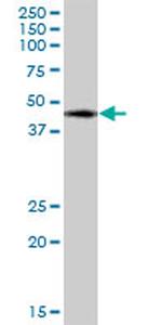 WWOX Antibody in Western Blot (WB)