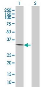C9orf127 Polyclonal Antibody, MaxPab™