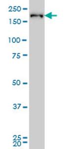 CRKRS Antibody in Western Blot (WB)