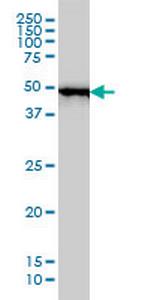 RP6-213H19.1 Antibody in Western Blot (WB)