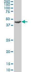 RP6-213H19.1 Monoclonal Antibody (3G5)