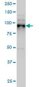 SIX4 Monoclonal Antibody (5E1)