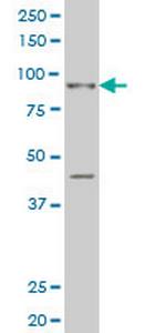 SIX4 Monoclonal Antibody (5D4)