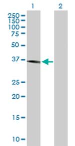 COQ3 Antibody in Western Blot (WB)