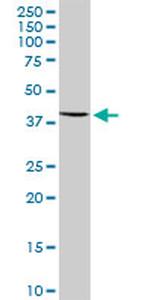COQ3 Antibody in Western Blot (WB)