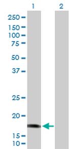 CALML5 Polyclonal Antibody, MaxPab™