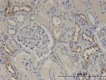 CALML5 Monoclonal Antibody (2F10)