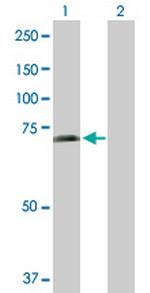SHC3 Antibody in Western Blot (WB)