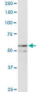 NUP54 Polyclonal Antibody, MaxPab™