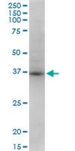 STX18 Monoclonal Antibody (2E5)