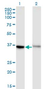 GPR84 Monoclonal Antibody (1D9)