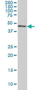 CSNK1G1 Antibody in Western Blot (WB)