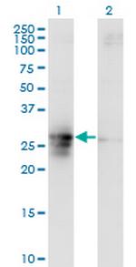 FAM3B Monoclonal Antibody (1E7)