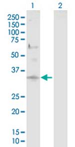 DCUN1D1 Polyclonal Antibody, MaxPab™