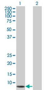 CYCS Antibody in Western Blot (WB)