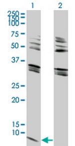 GNG2 Monoclonal Antibody (4C8)