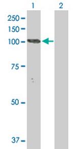 NLGN3 Polyclonal Antibody, MaxPab™