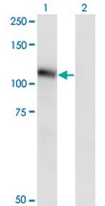 NLGN3 Monoclonal Antibody (2A6)