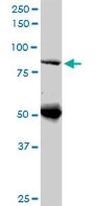DNAJC10 Antibody in Western Blot (WB)