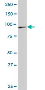 DNAJC10 Antibody in Western Blot (WB)