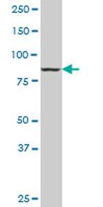 DNAJC10 Antibody in Western Blot (WB)