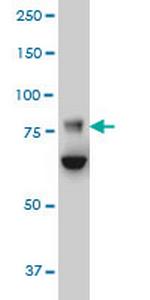 FBXO42 Monoclonal Antibody (2F10)