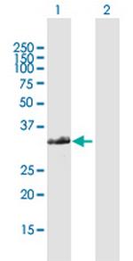 FAM64A Polyclonal Antibody, MaxPab™