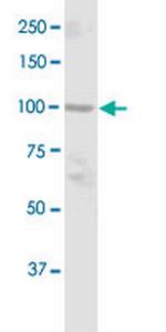 DGCR8 Polyclonal Antibody, MaxPab™