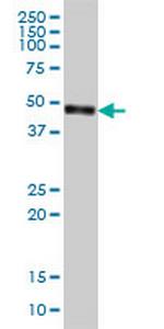 CPVL Antibody in Western Blot (WB)