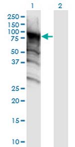 DDX4 Monoclonal Antibody (3D5)