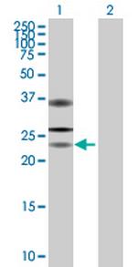 USP53 Polyclonal Antibody, MaxPab™