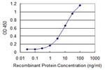 UGT1A6 Antibody in ELISA (ELISA)