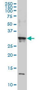 SCAND2 Monoclonal Antibody (7B12)