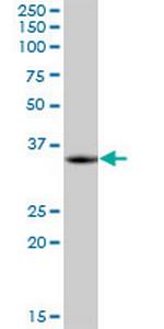 LZTFL1 Polyclonal Antibody, MaxPab™