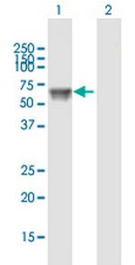 UGT1A9 Polyclonal Antibody, MaxPab™