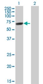 DDX56 Polyclonal Antibody, MaxPab™