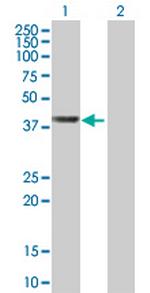 WDR74 Polyclonal Antibody, MaxPab™