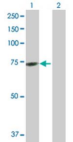 GTPBP2 Antibody in Western Blot (WB)