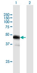 FBLIM1 Polyclonal Antibody, MaxPab™