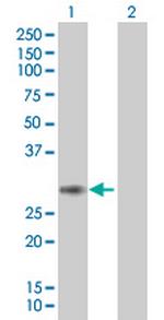 PCSK4 Polyclonal Antibody, MaxPab™