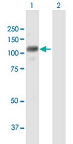 RNF111 Polyclonal Antibody, MaxPab™